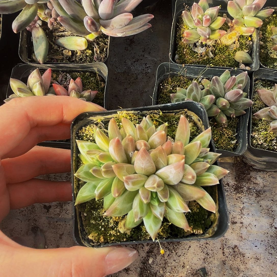 棉棉多肉精品美人系列