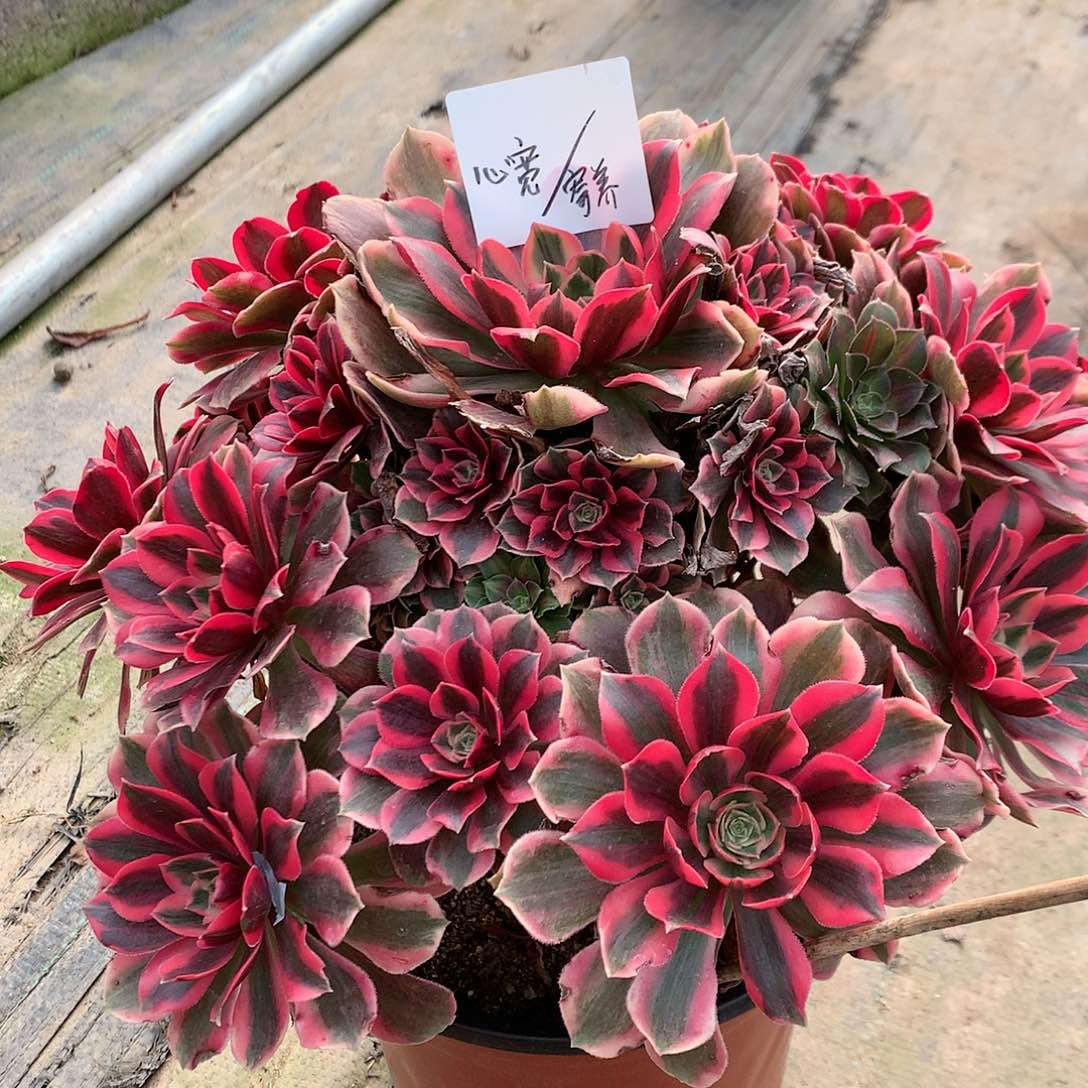 【闪购商品】心*红粉佳人，多肉