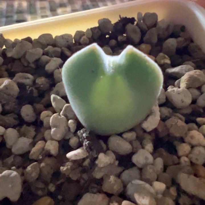 w270。青蛙3年大眼睛超好体型特窄耳猫猫耳型大大大眼88折后价