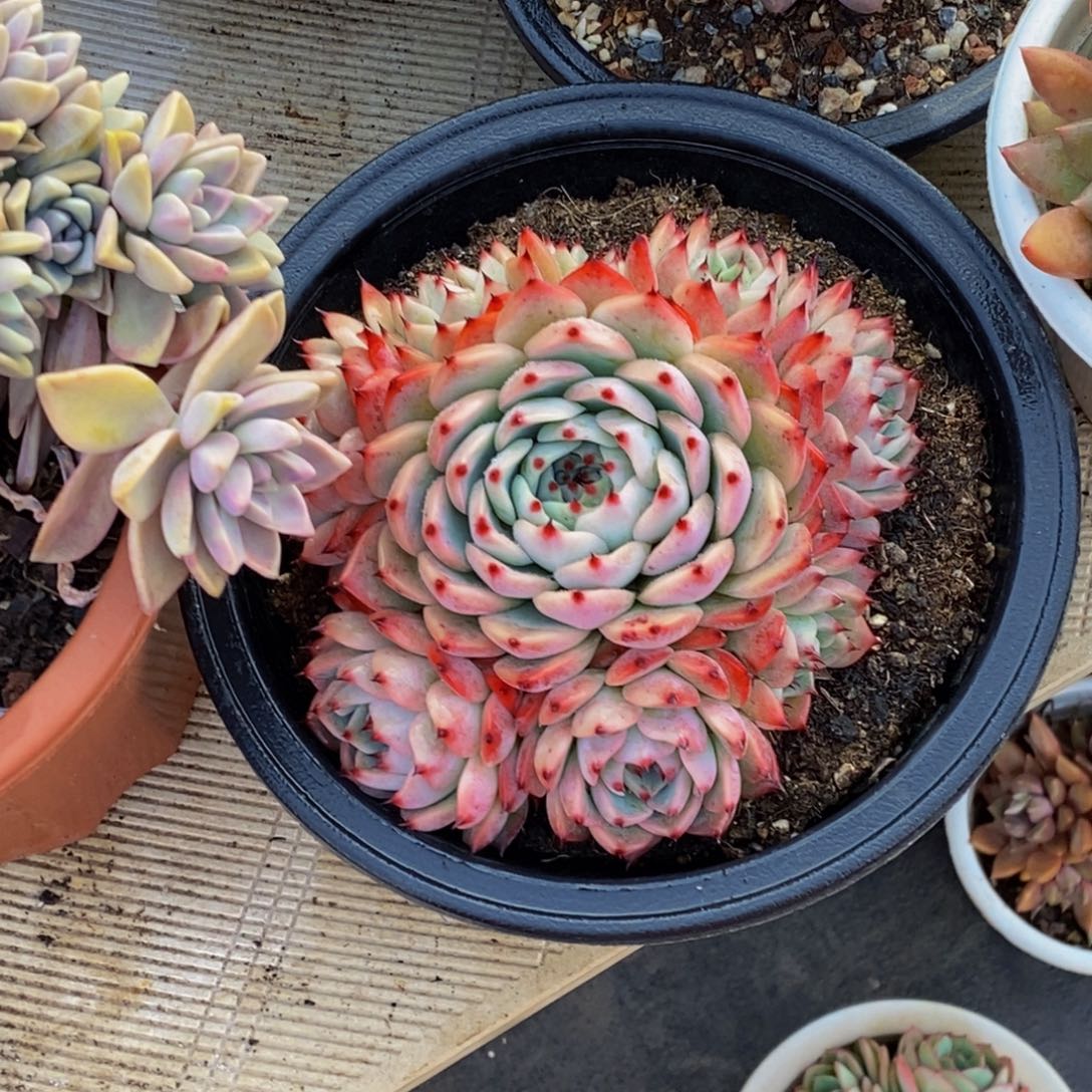 李*?48包邮一物一拍多肉植物