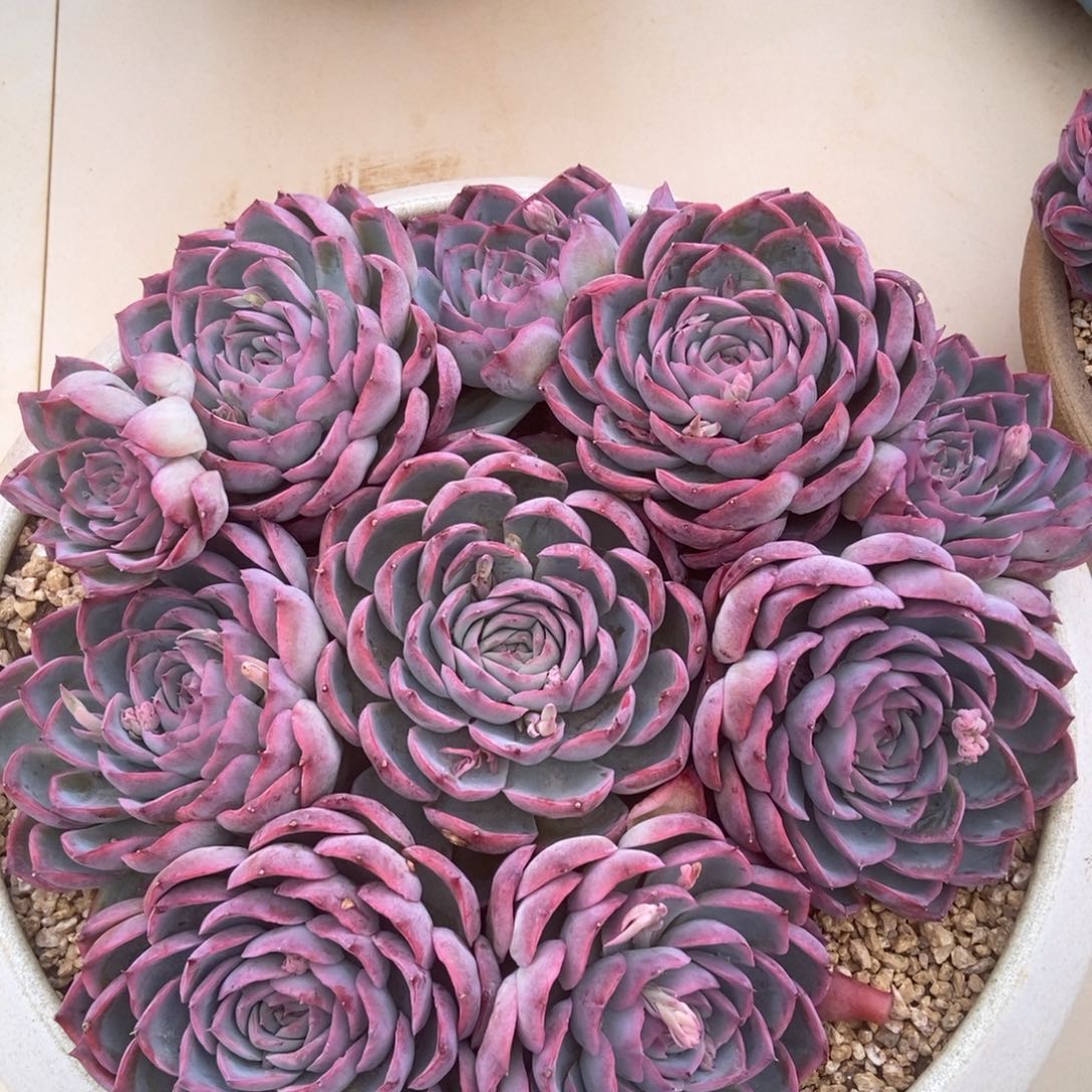 侧影多肉多肉多肉多肉