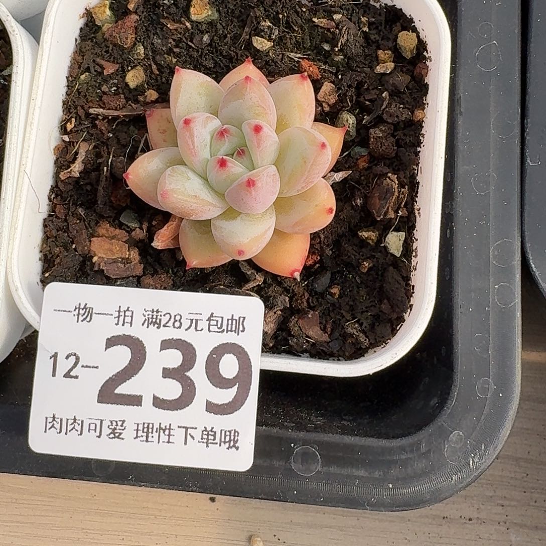 祖母绿无盆无无盆无