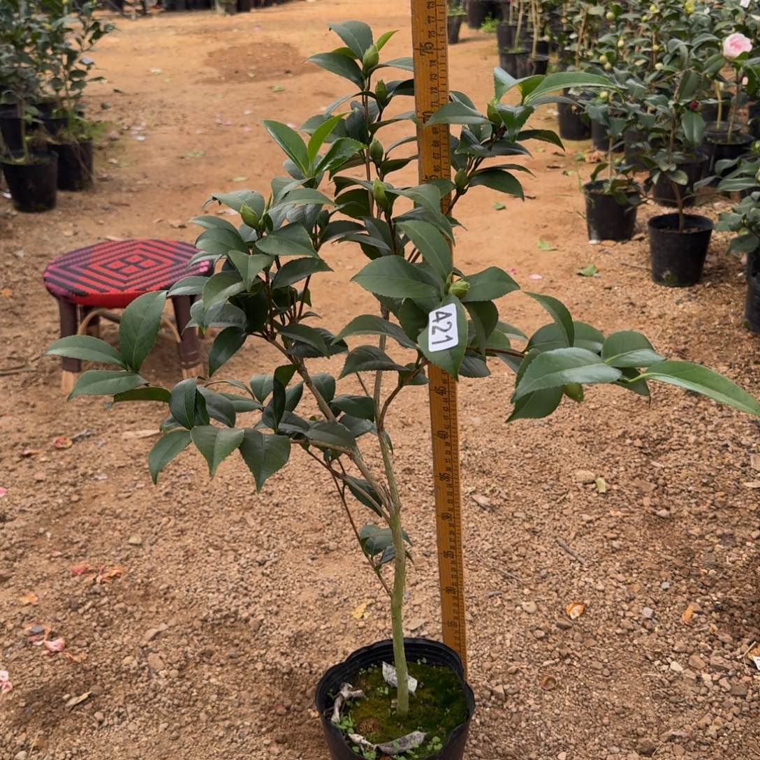 少量花朵（建议范围：2朵-5朵 或40%以下）421干贝利