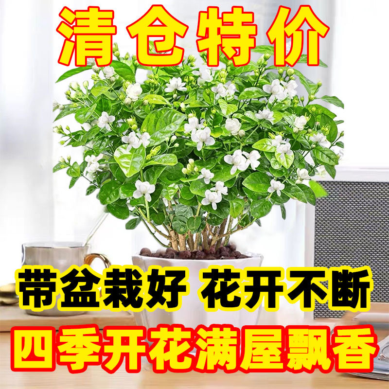茉莉花盆栽重瓣浓香型花卉绿植室内阳台四季开花不断好养驱蚊虫