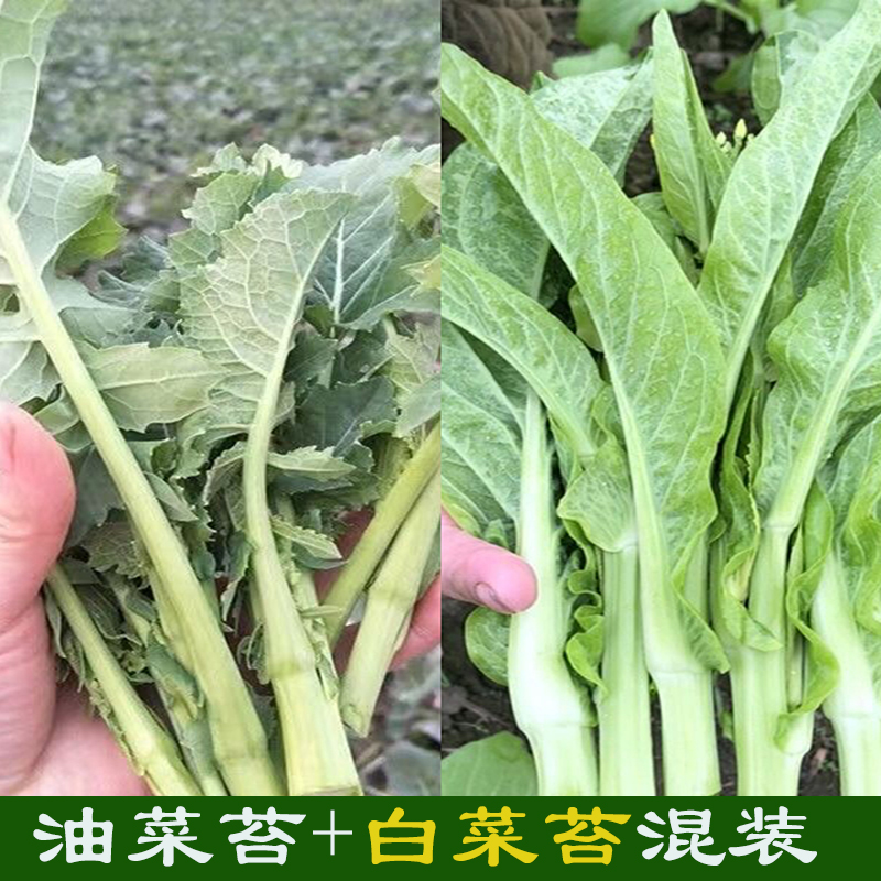四川新鲜白菜苔+油菜苔蔬菜组合混合装各一半发货