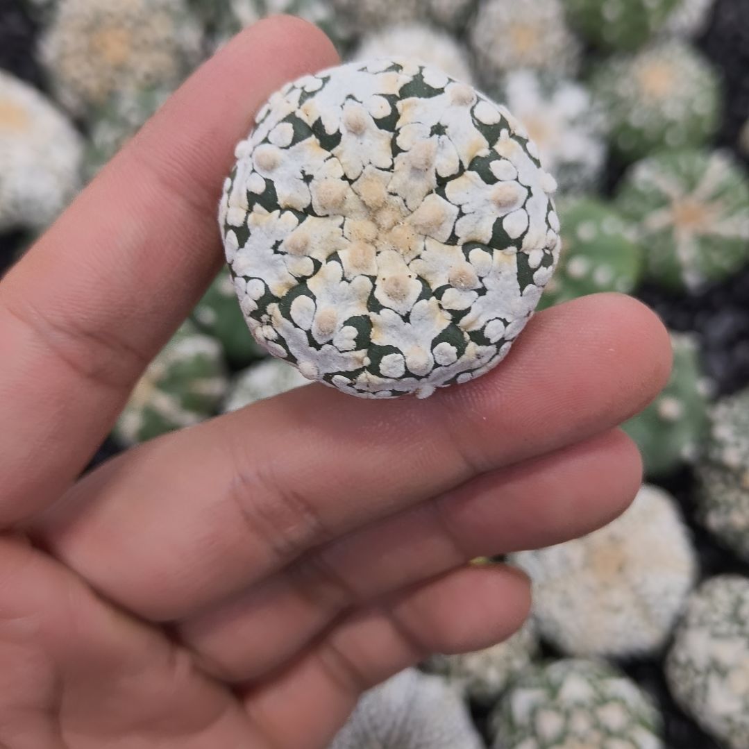 风***极哈哈哈哈哈哈哈哈哈