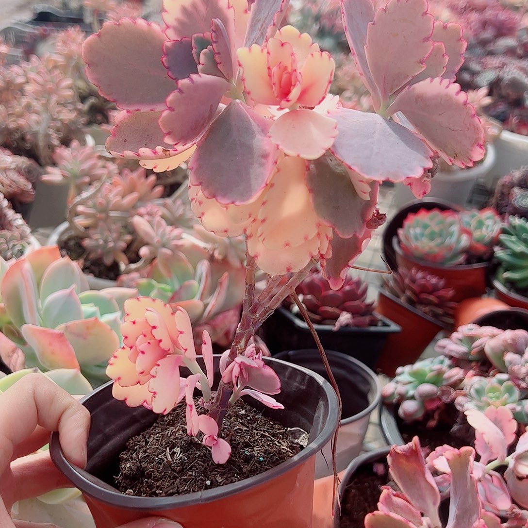 蝴蝶之舞锦多头群生