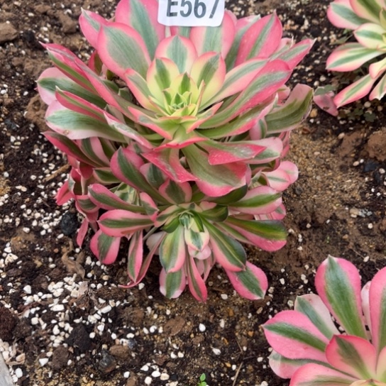 567女巫不包断枝法师