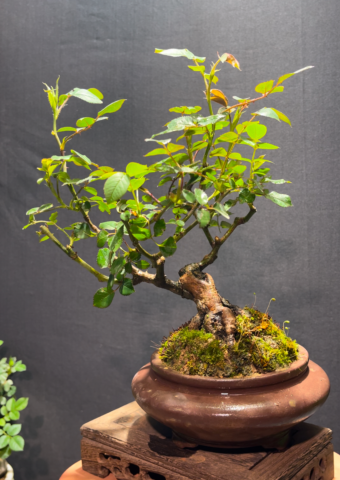 原生老庄造型盆景月季   直播间一物一拍 