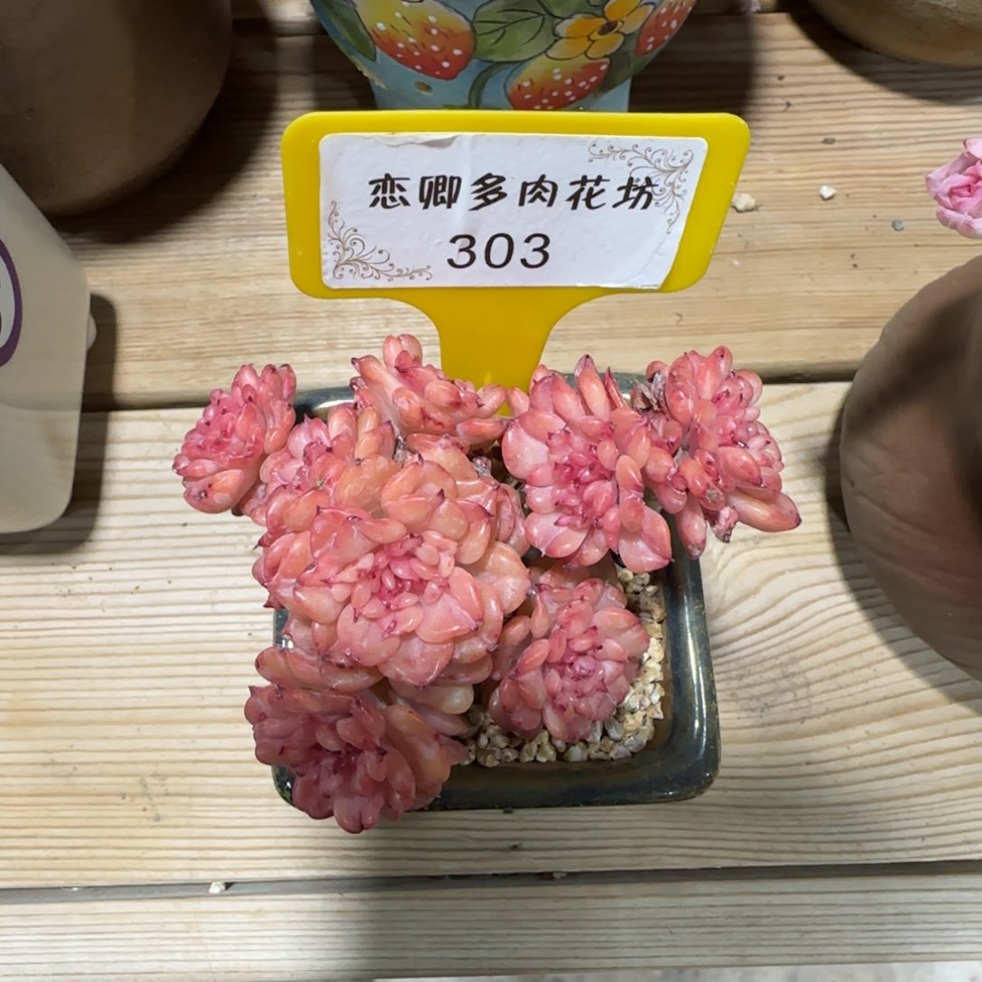 303腊牡丹老桩无砍多头