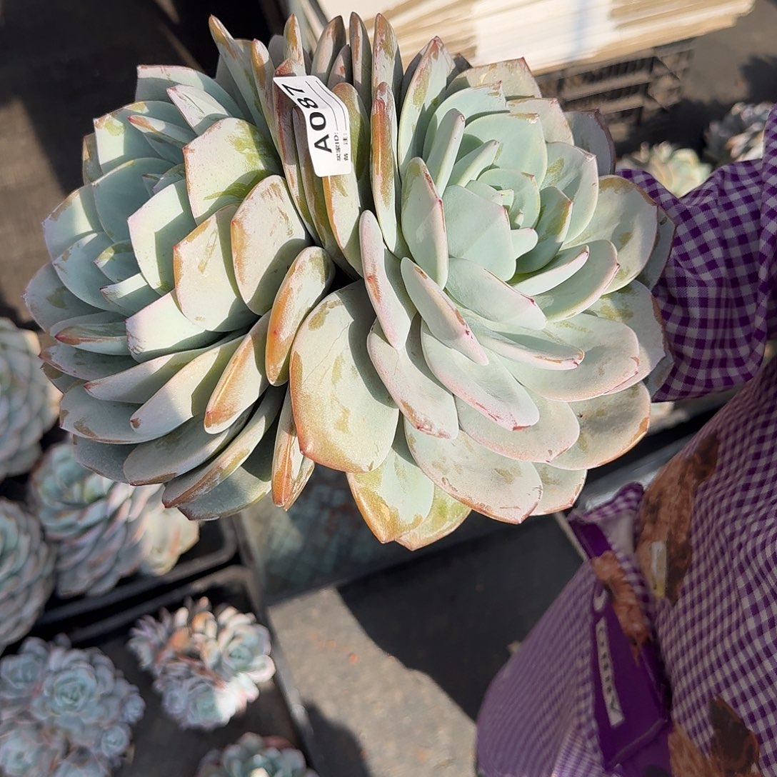 A087售后范围：签收起7天内