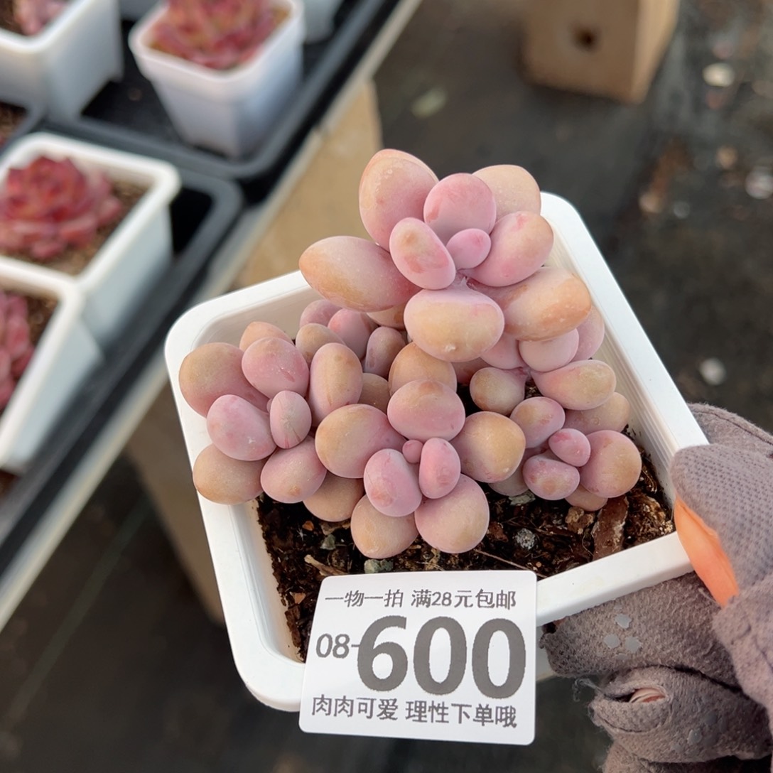 桃蛋多肉多肉多肉多肉多肉多肉