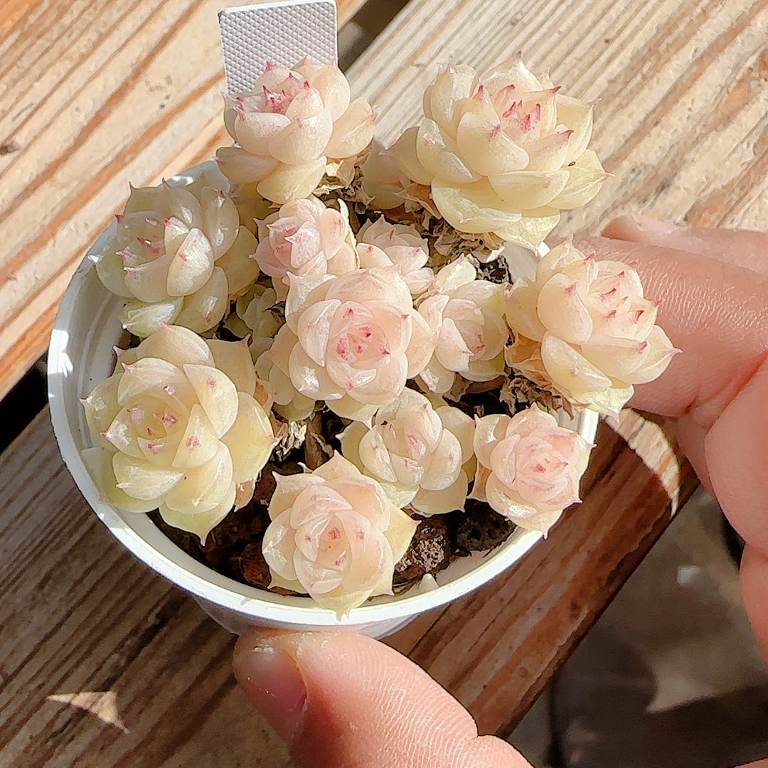 1209-71（ttp-46-2）优选多肉