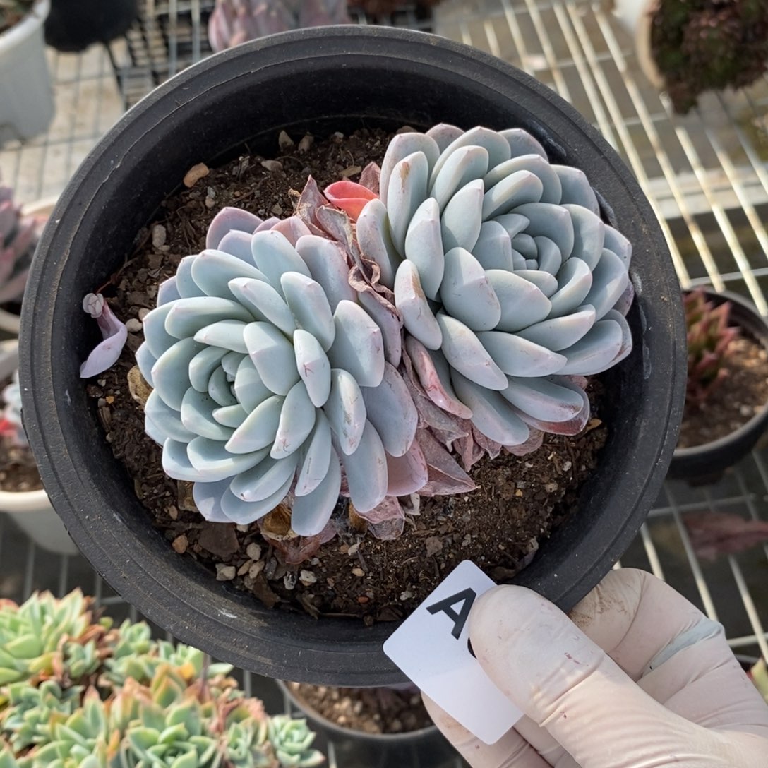 581冰玉双头一物一拍