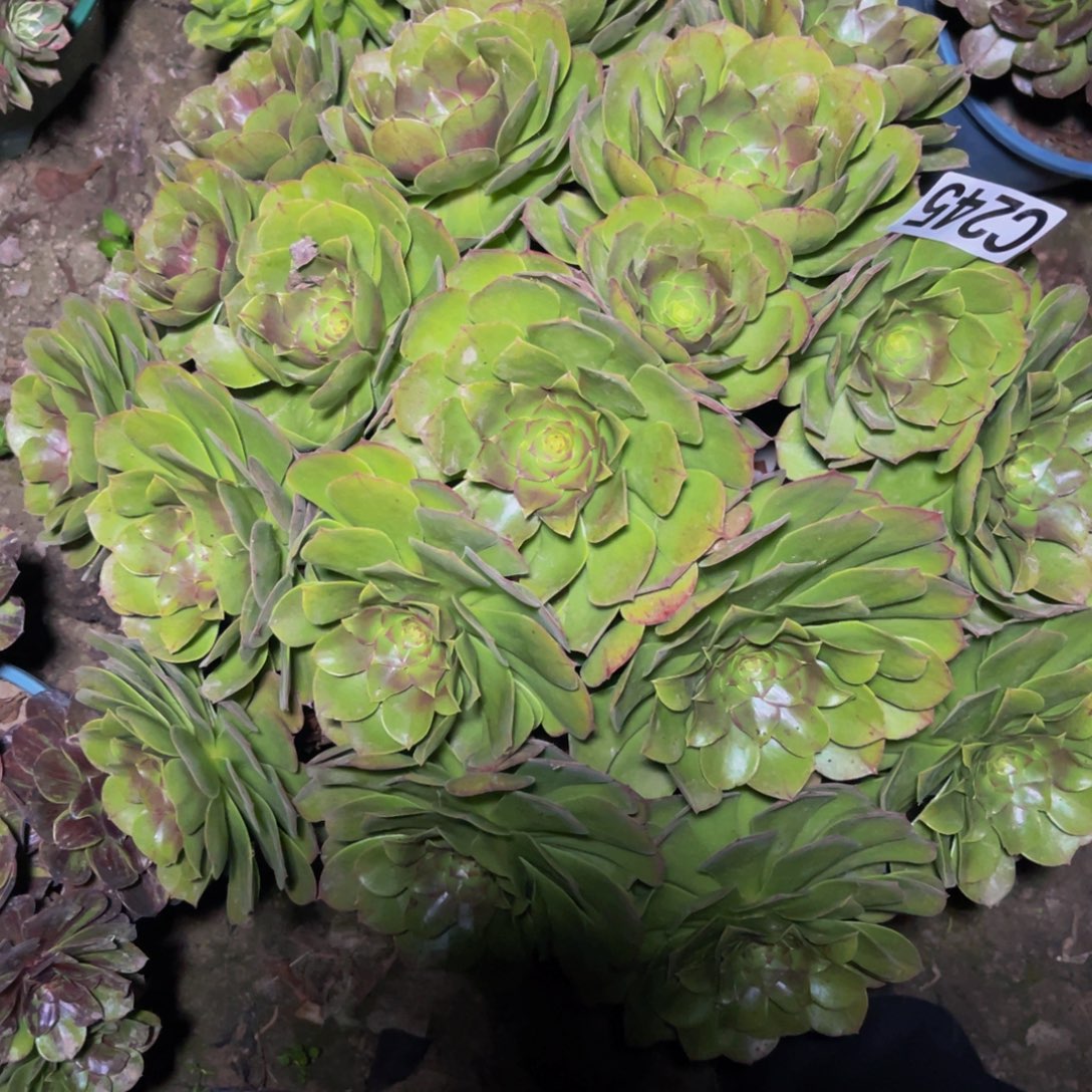 万圣节法师26//////23包邮