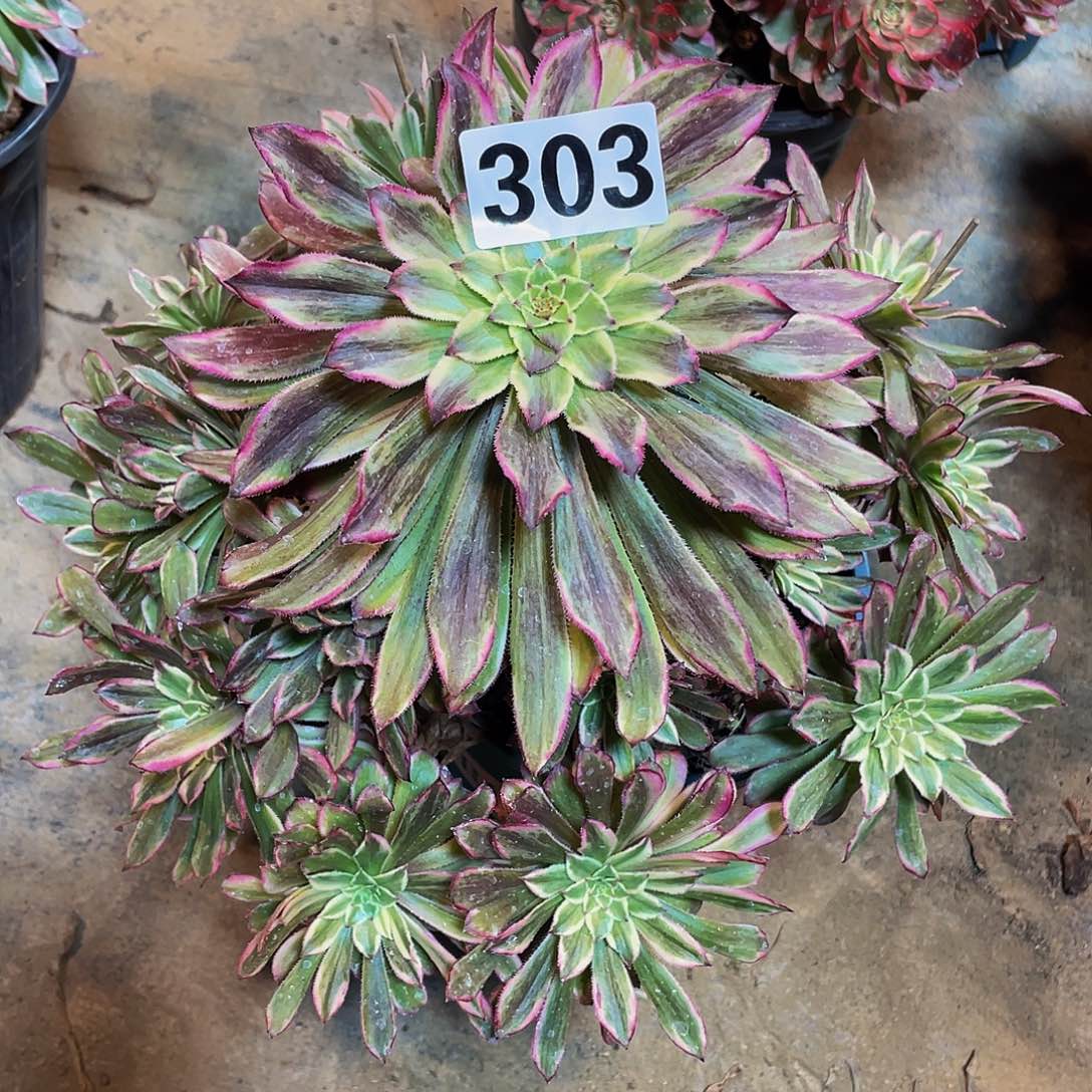 多肉法师303号阿诗玛发货不包损