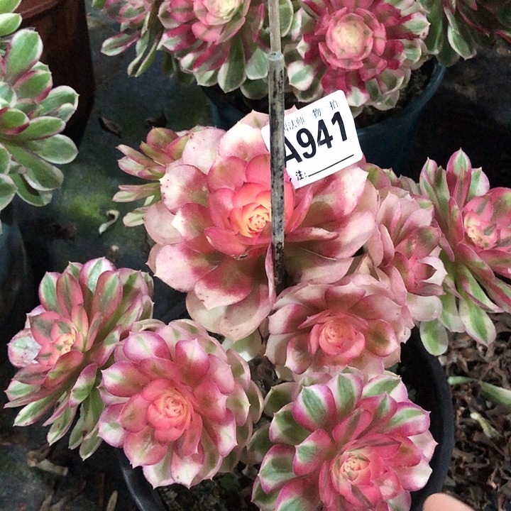 倾城多肉94100000000000