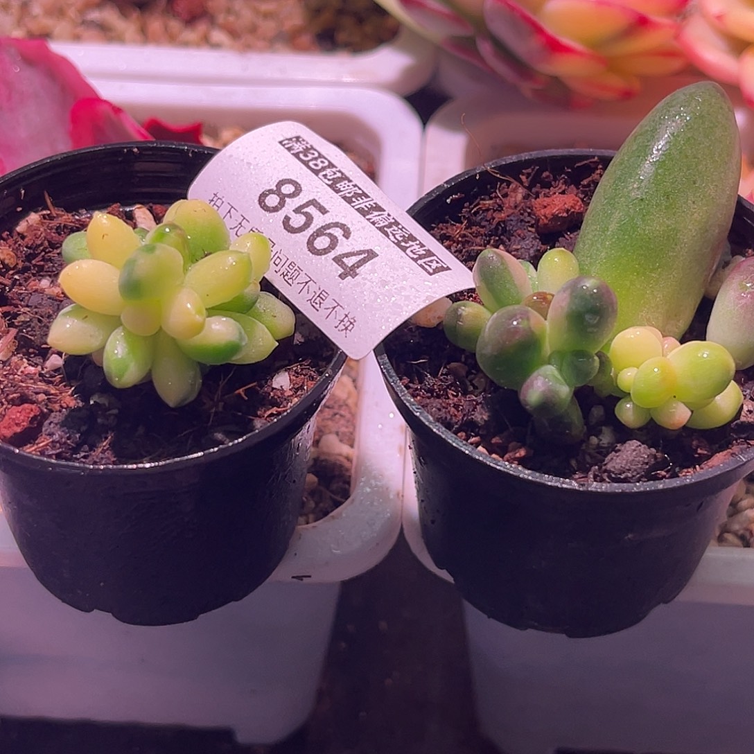 尚品园艺福利锦一组8564