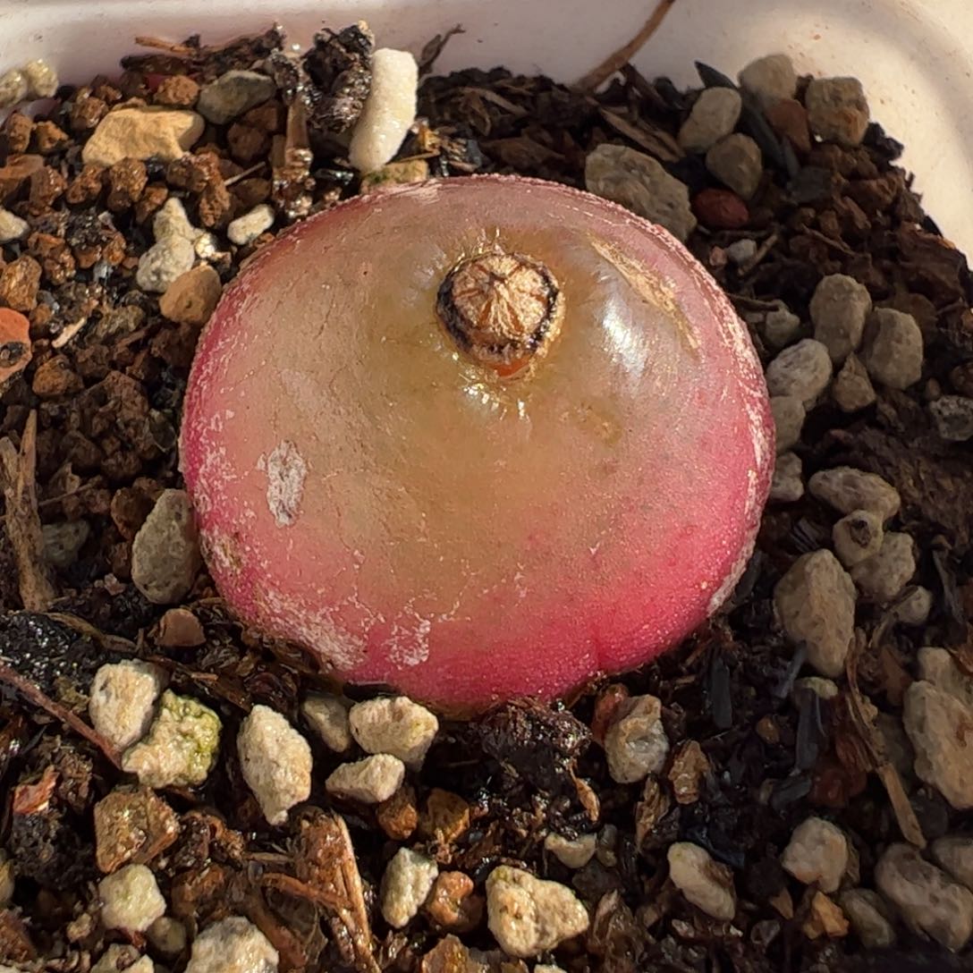 8.5多肉植物百科