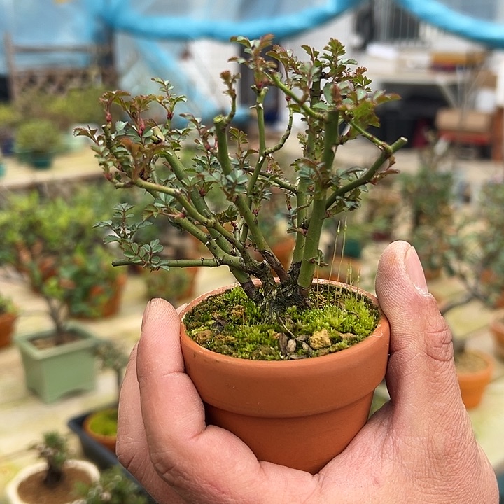 陶盆茶台摆放小品月季