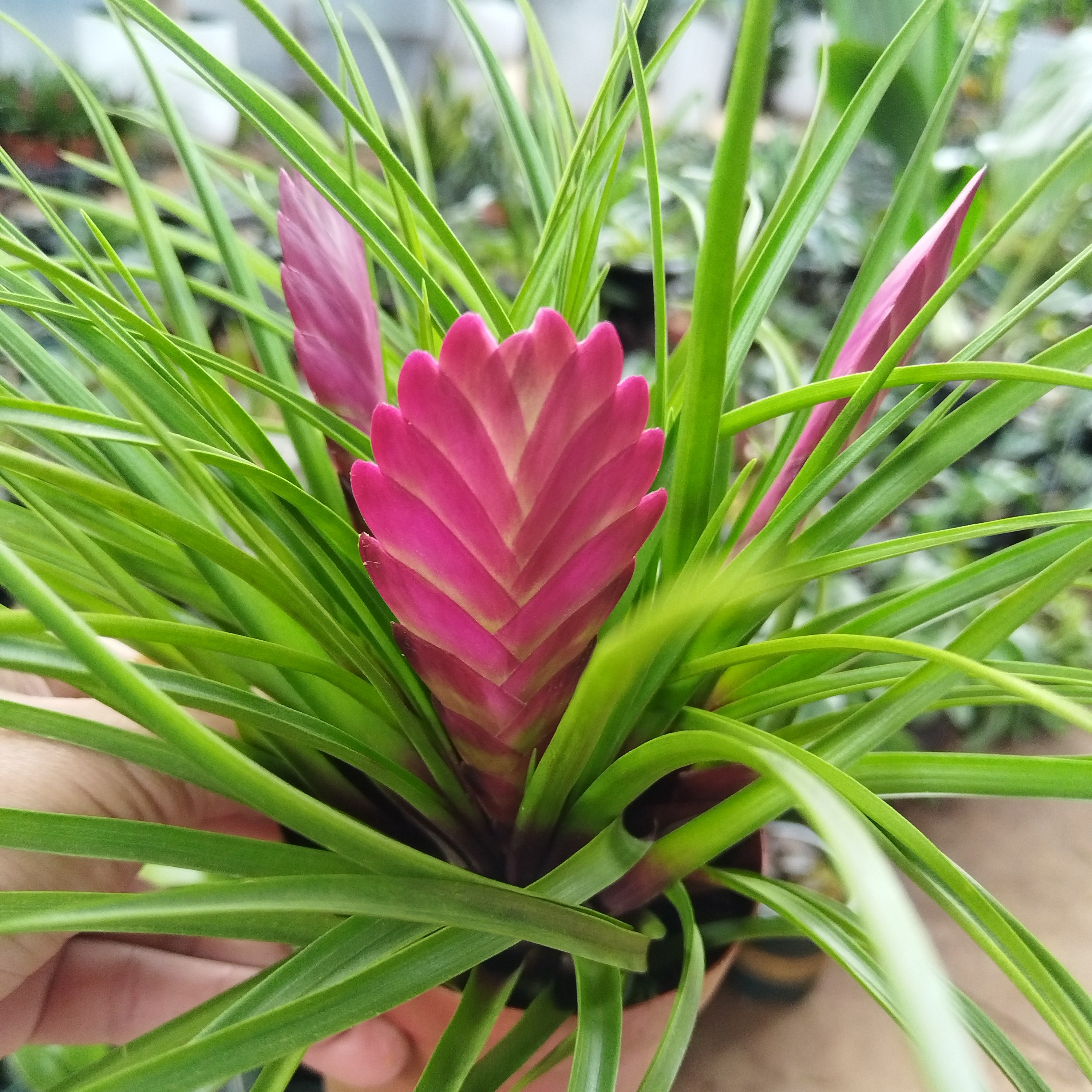 铁兰带花苞带盆发