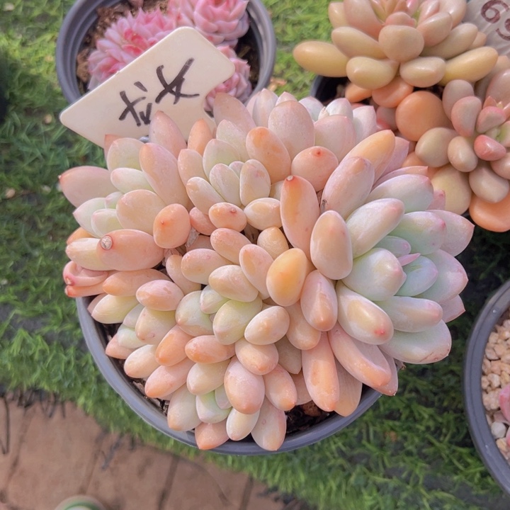 健健康康平平安安