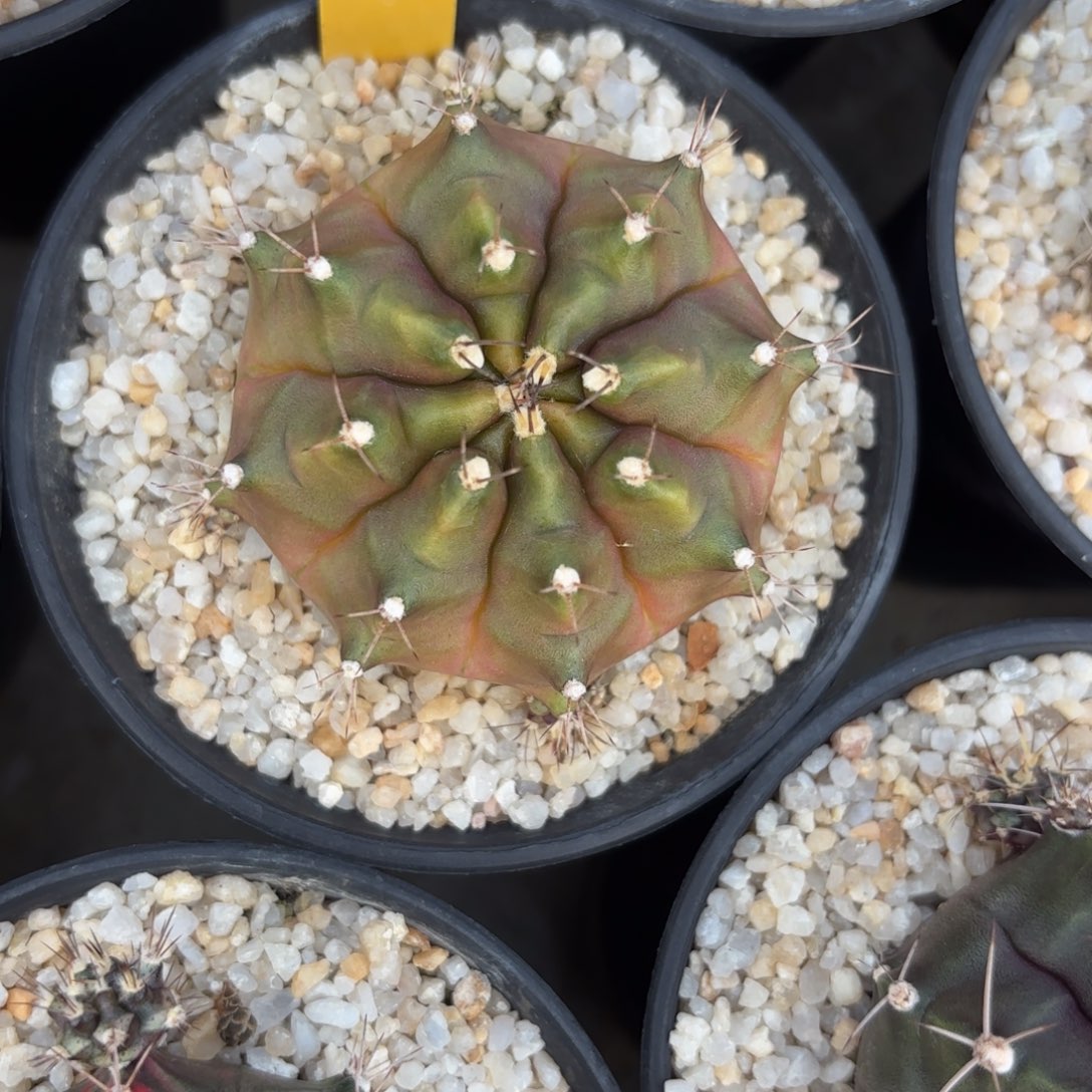 14-1221泰国发货多肉