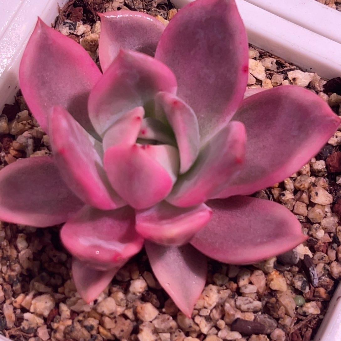 尚品特价紫香槟锦