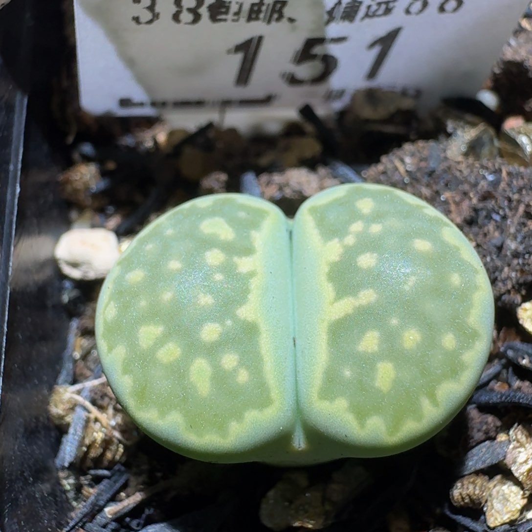 Sssss精品生石花151