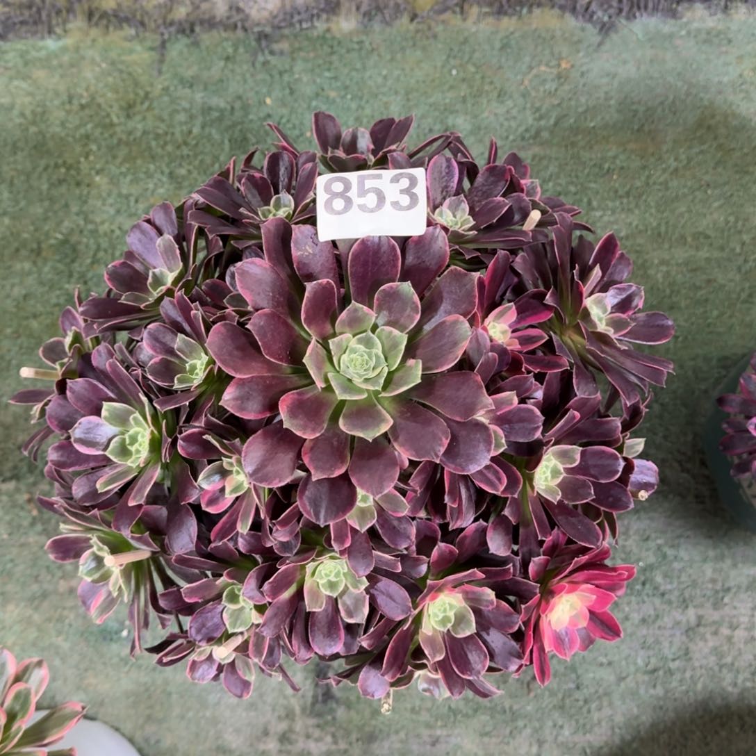 853！丝雀法师多肉植物