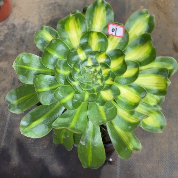 一物一拍暴君01法师多肉