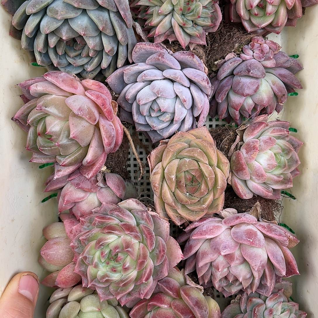 多肉一物一拍25-9