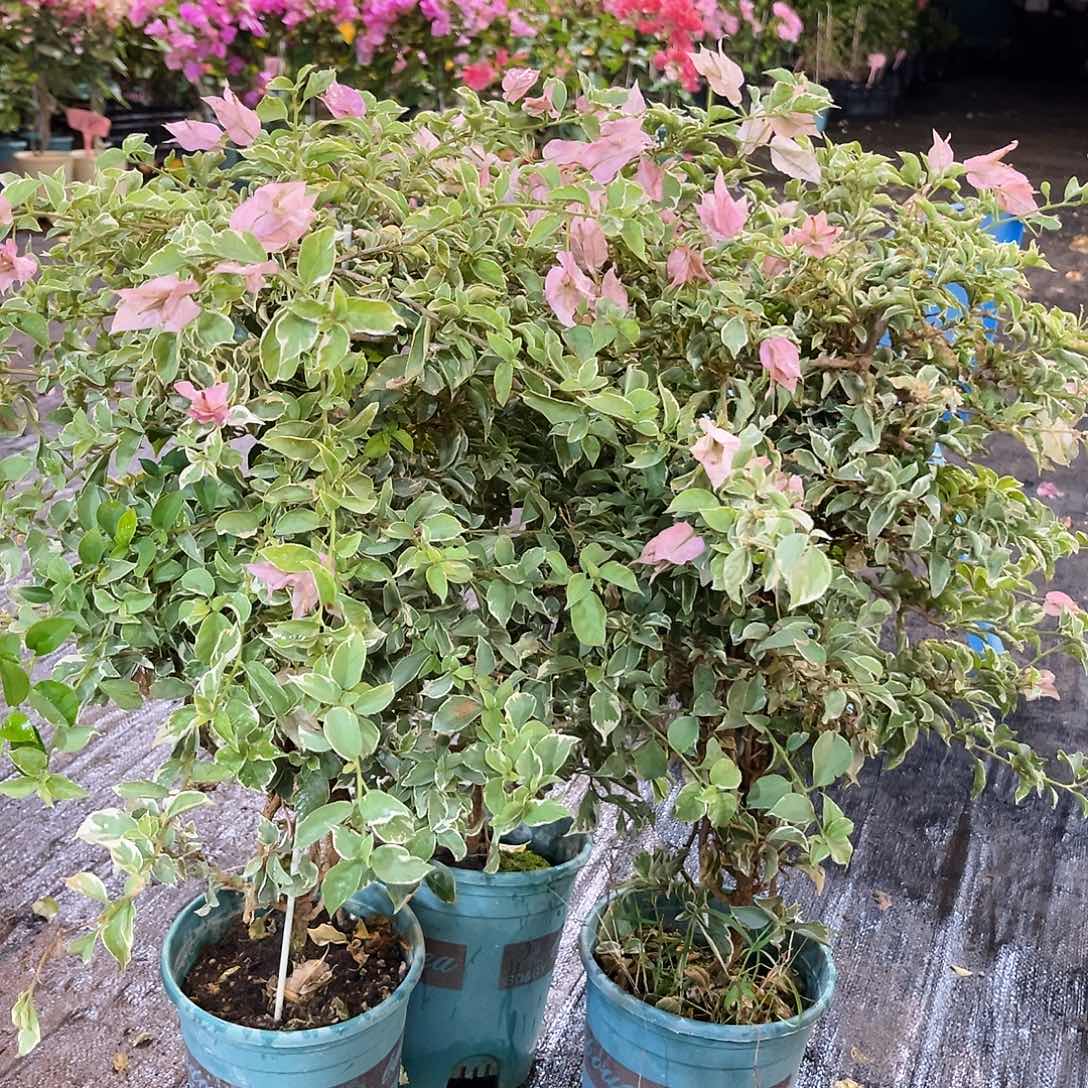 大部分花苞少量开放少女心带竹一颗