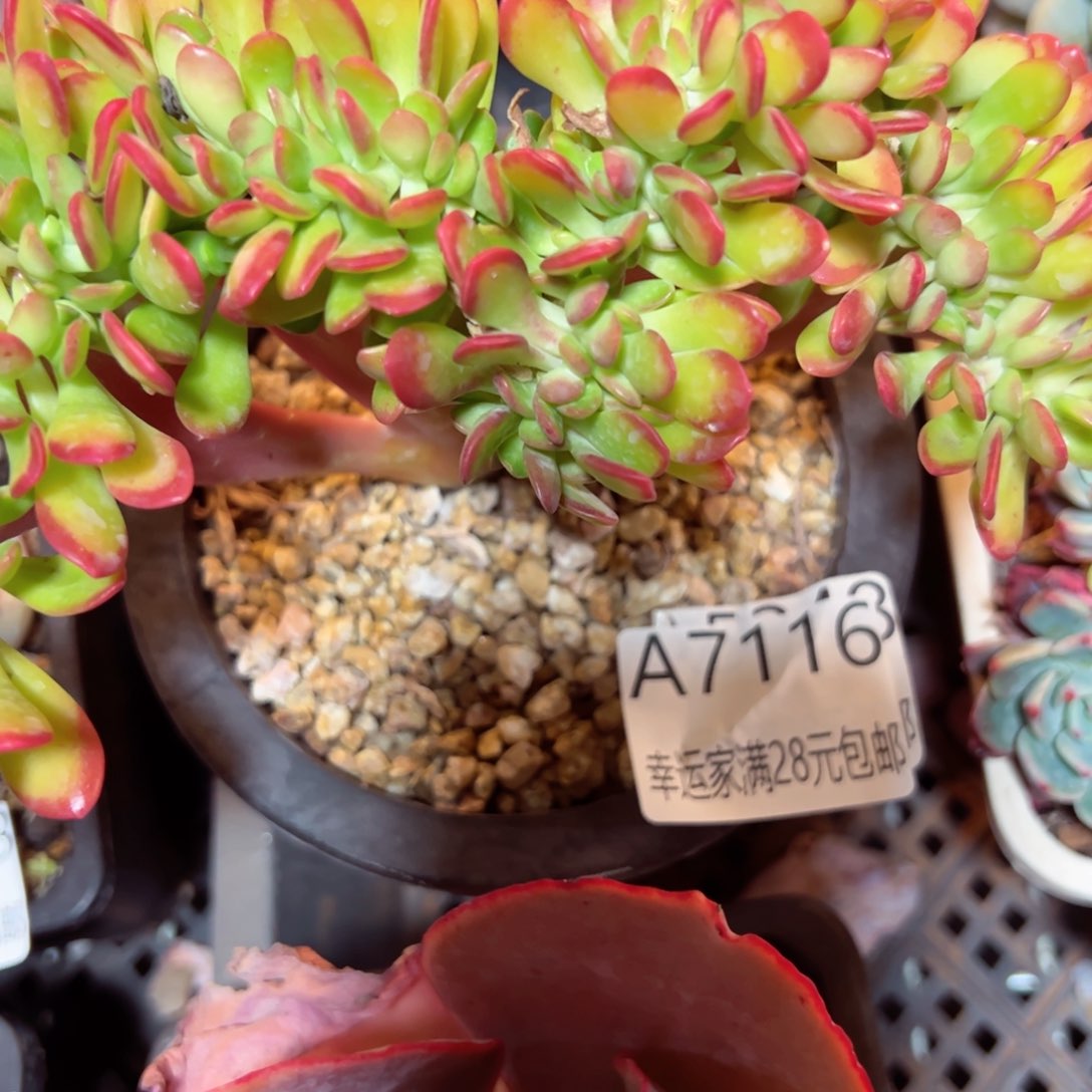 幸运的是我的朋友们