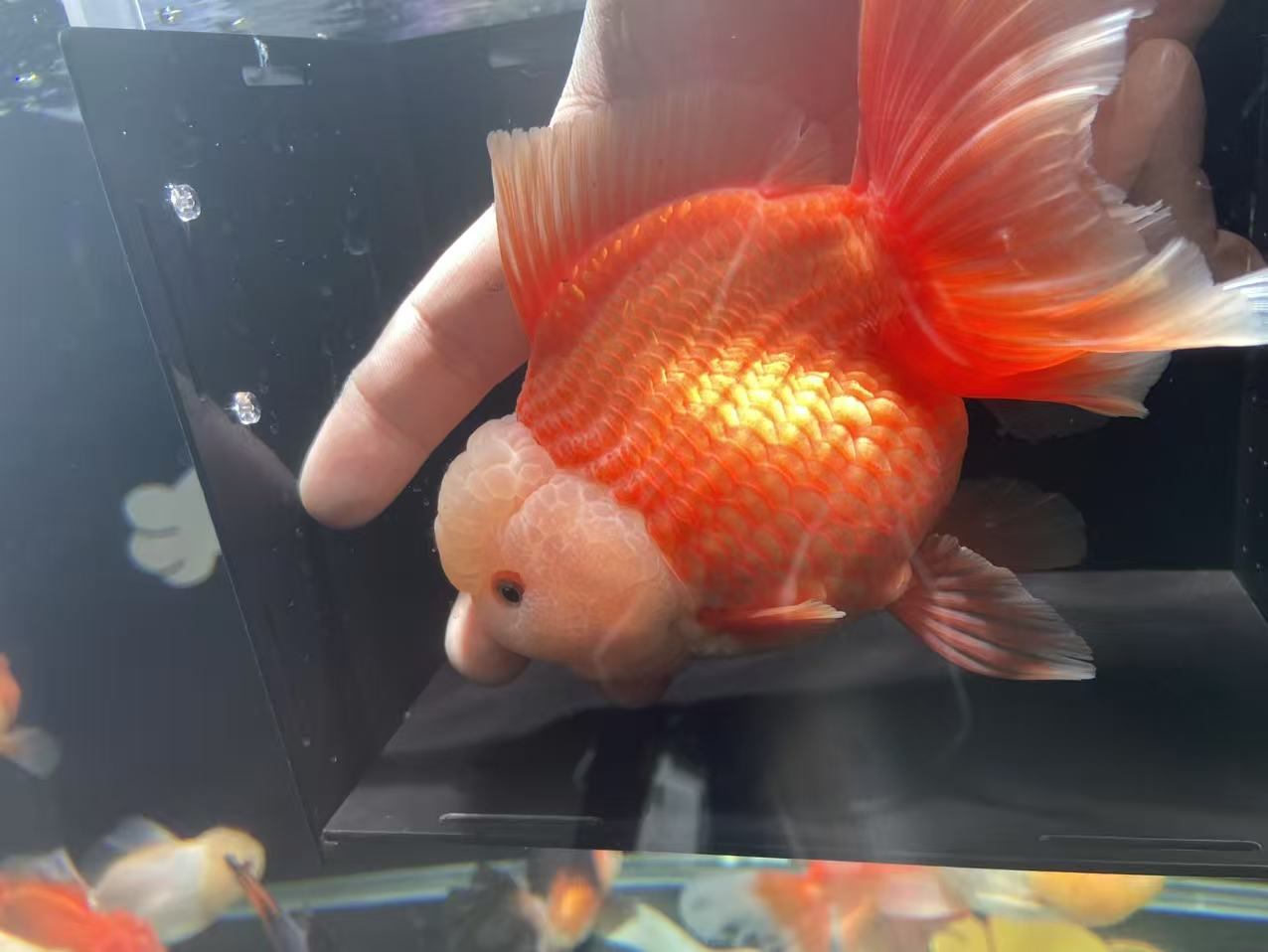 活体精品泰狮金鱼，自己渔场养殖观赏鱼，（图片仅供参考)