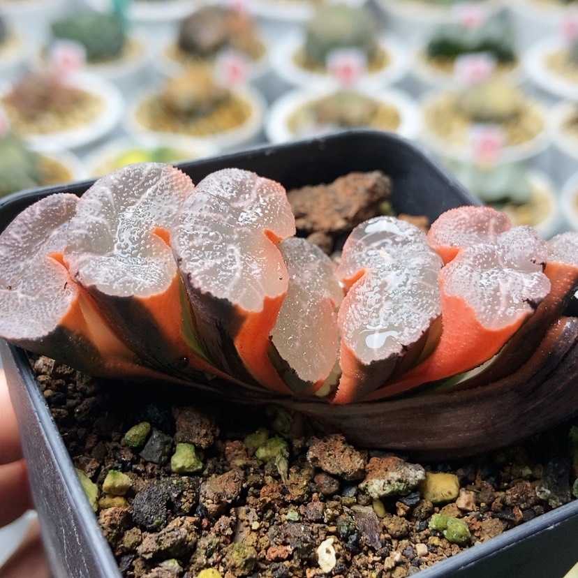 【闪购商品】勇**利大神锦78