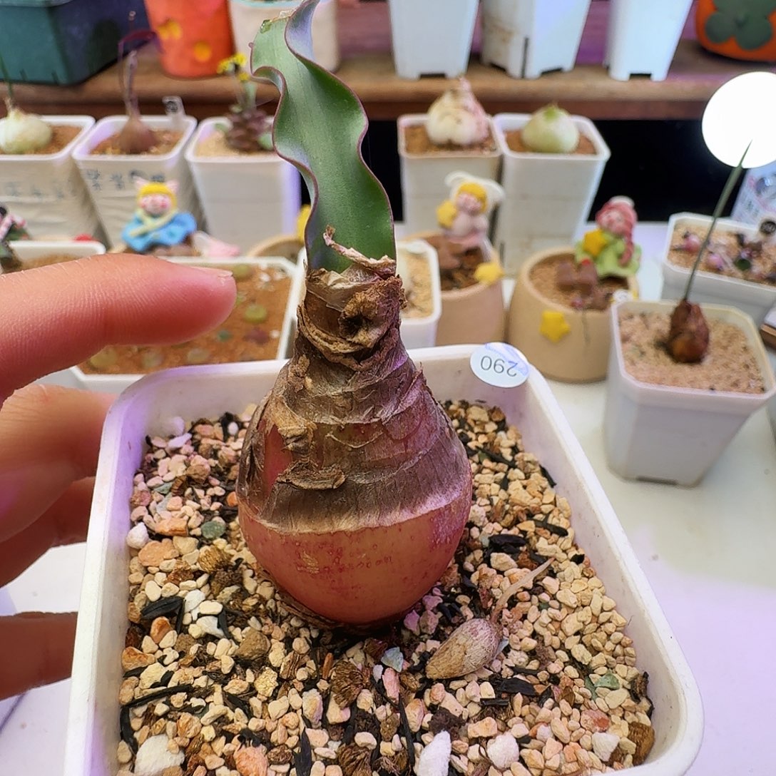 多肉植物福利块根波叶血莲290