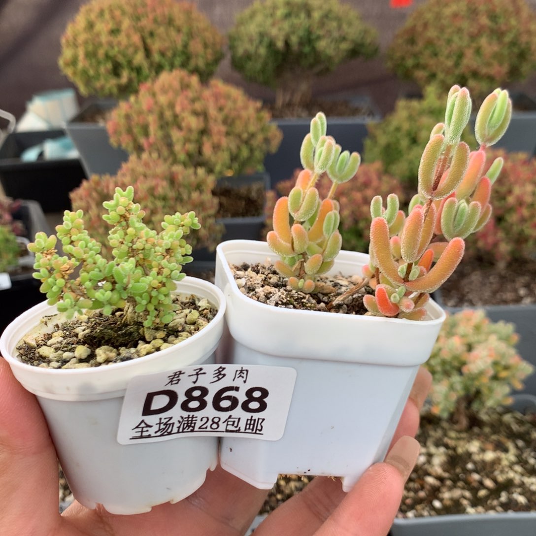 868红叶小小米。           