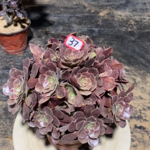 欧嘉莉捧花一物一拍