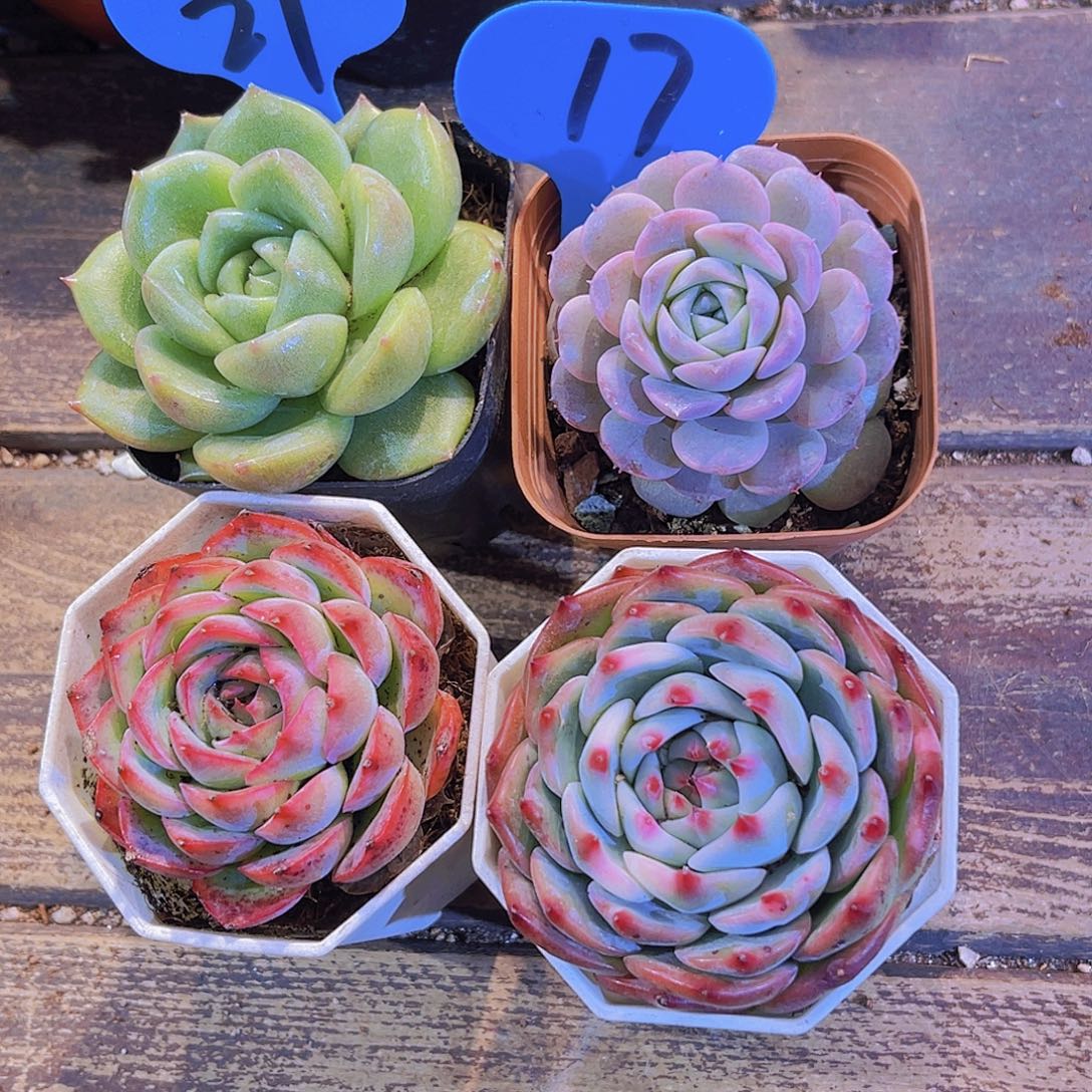 如图四盆1111111111111