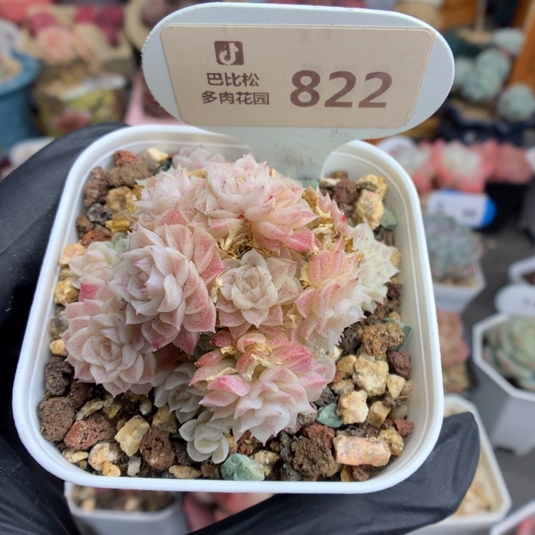 派*星822 粉女王麦杆多肉