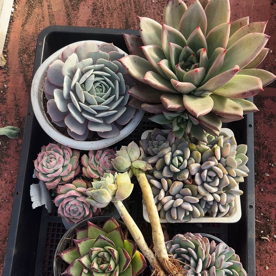 多肉植物宽拍758号