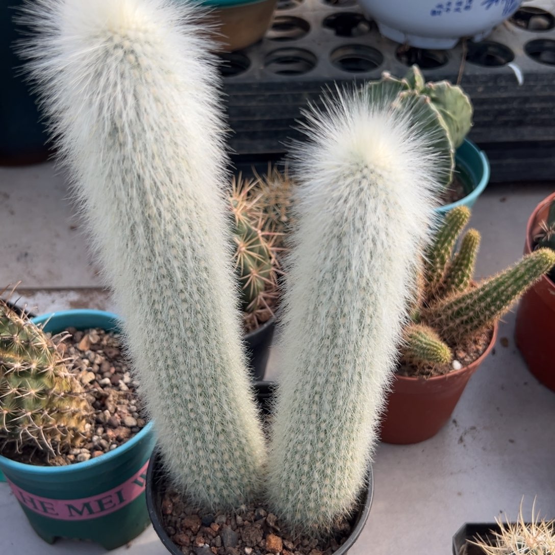 用***0零零落落 零零落落