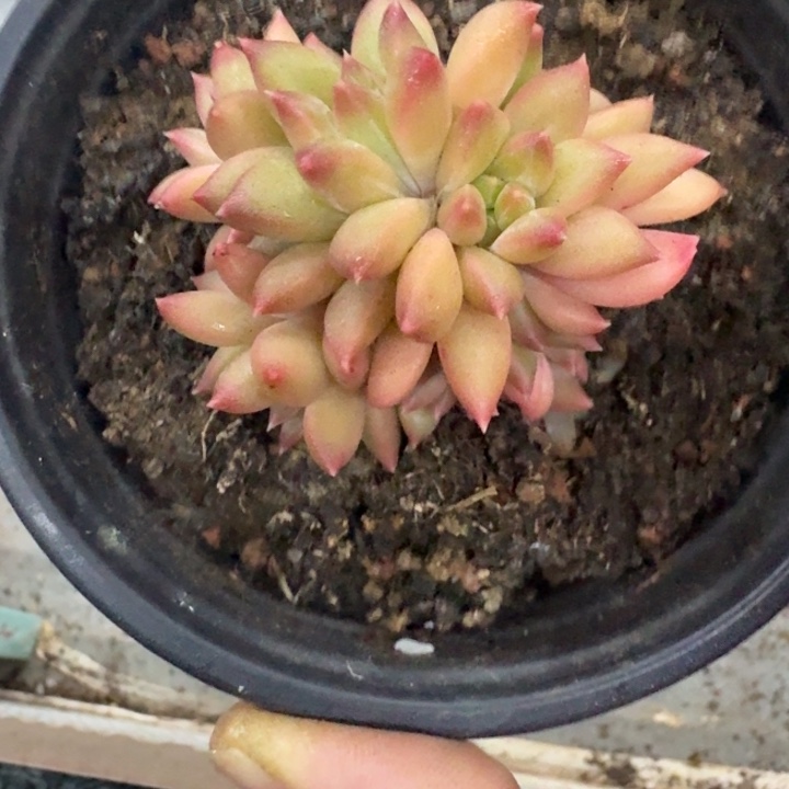 美人杂交 一物一拍