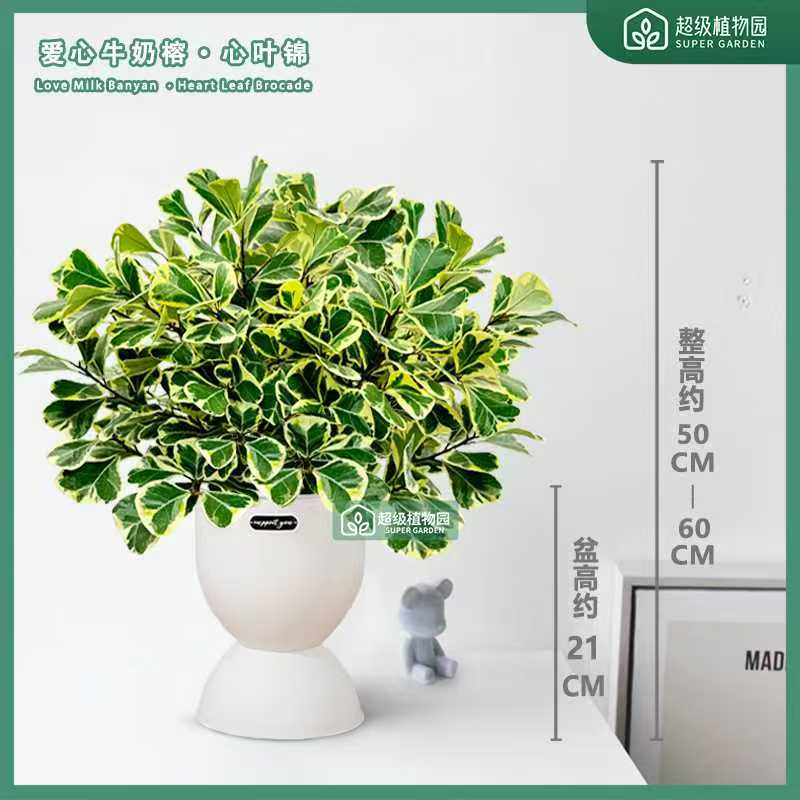 稀有爱心牛奶榕花叶盆栽室内观叶盆景客厅办公室好养易活四季植物
