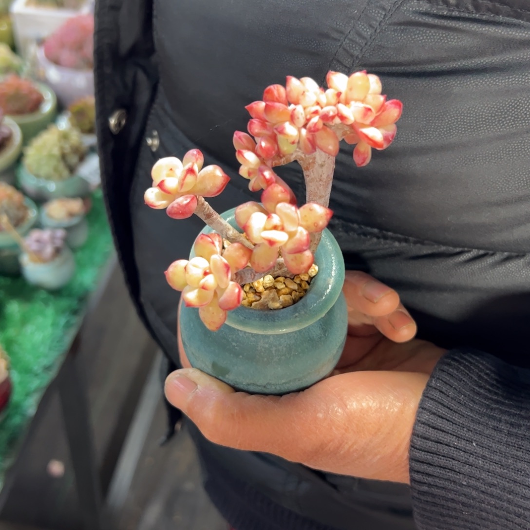 王***.507 多肉植物组合盆栽