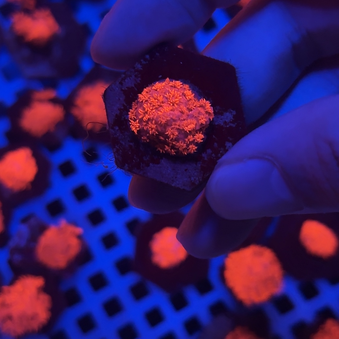 微***尘海缸造景海葵草皮海缸