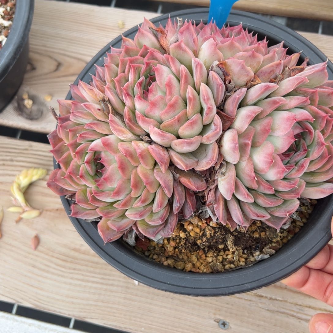 姐***肉1195肉多么多哟多哦多哦