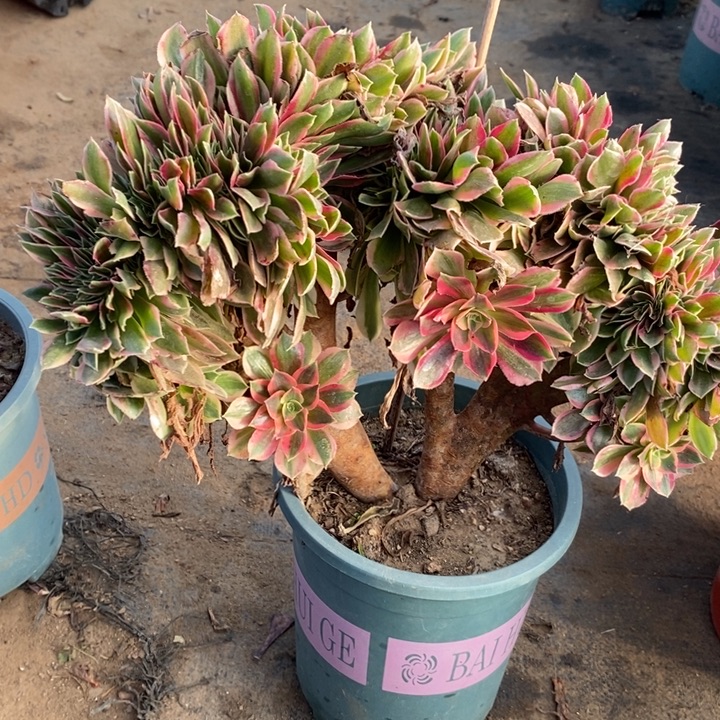 女神缀15多肉植物法师法师