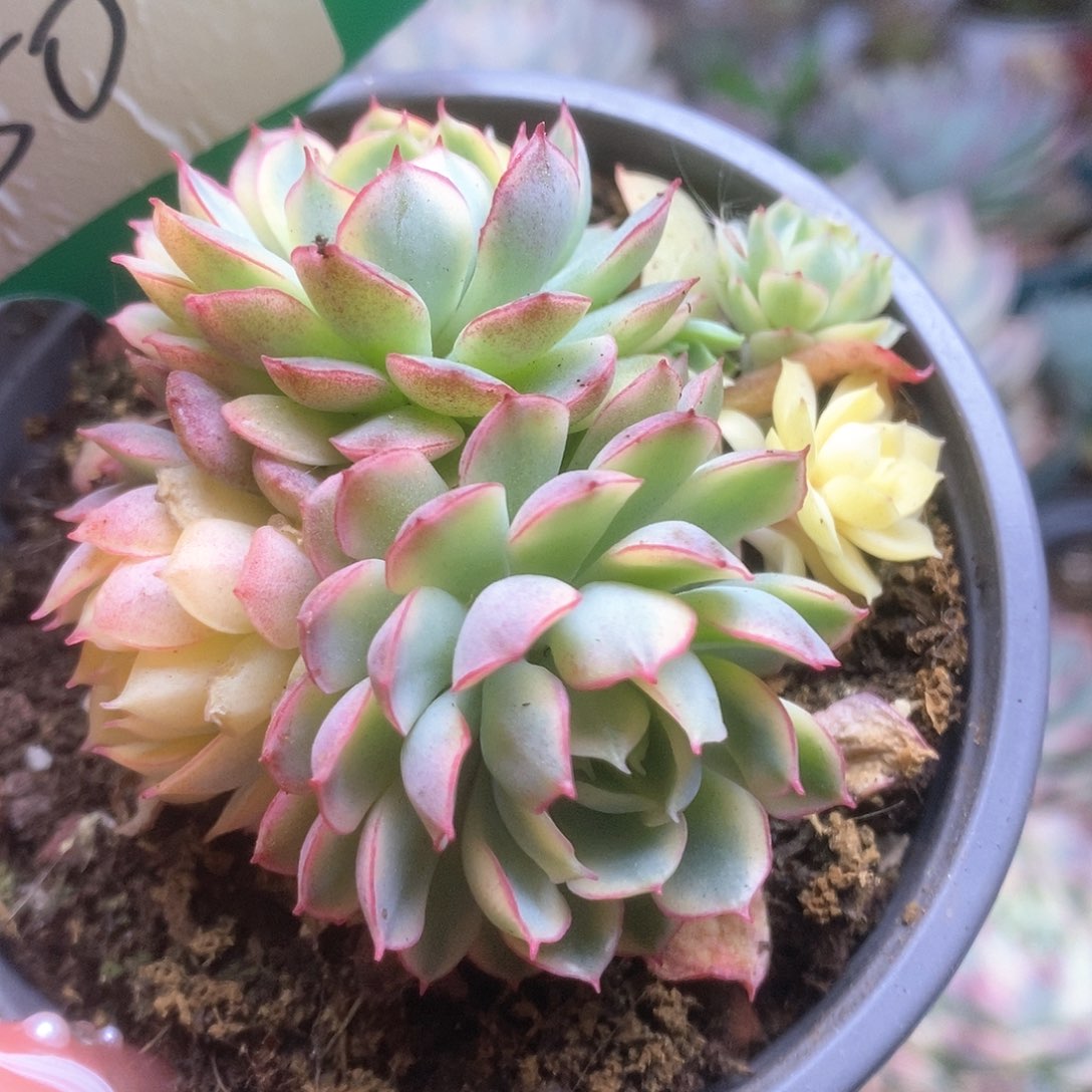 150黄覆轮梦幻玫瑰锦